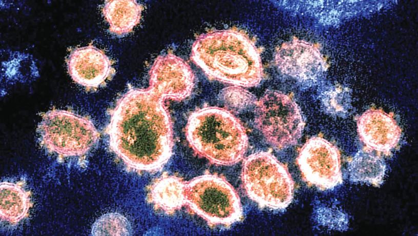 UBC一个研究团体发现数种新的冠状病毒。CTV资料图片
