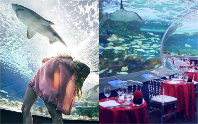 情人节水族馆晚餐 与鲨鱼水母餐桌上共舞