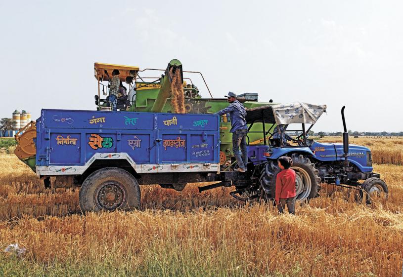 印度是全球第二大小麦生产国，近日突然宣布禁止小麦出口。图为印度农民收割成熟的麦子。路透社