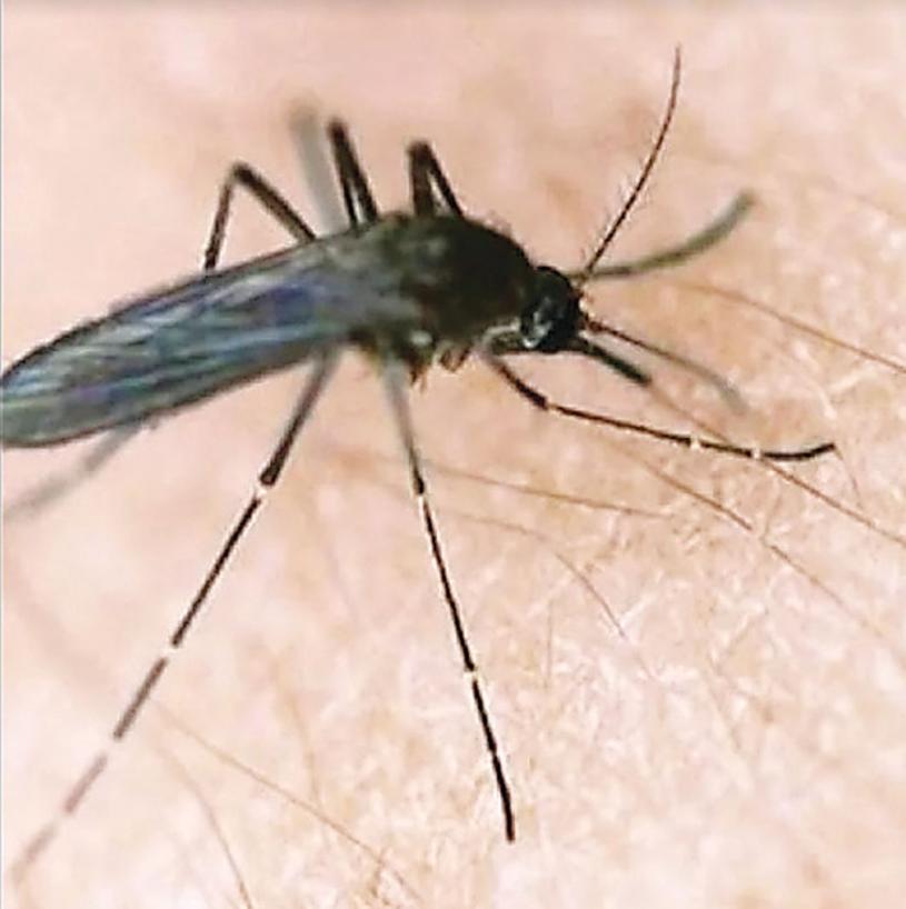 杜咸區再在3區，發現有西尼羅病毒蚊。星報資料圖片