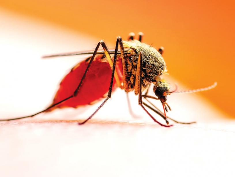 ■灭虫公司建议民众清除家居周围的积水，令蚊子无法产卵。Orkin提供