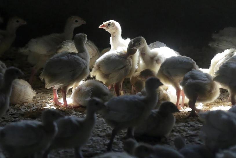 FILE - Turkeys stand in a barn on a turkey farm near Manson, Iowa, on Aug. 10, 2015. Four new cases of bird flu at Iowa turkey farms in the past few days will push the number of birds slaughtered nationwide this December 2022 to limit the spread of the virus up to nearly 700,000. (AP Photo/Charlie Neibergall, File)