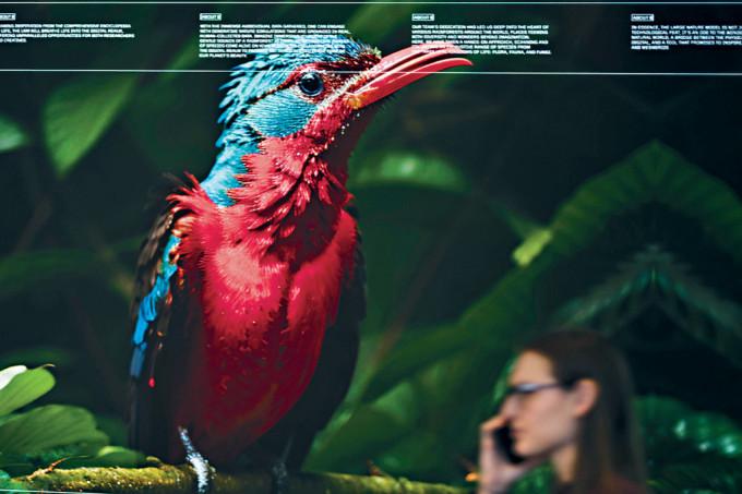 世界经济论坛年会周一在瑞士达沃斯召开，会场屏幕展示一名艺术家以AI创作的鸟儿图像。