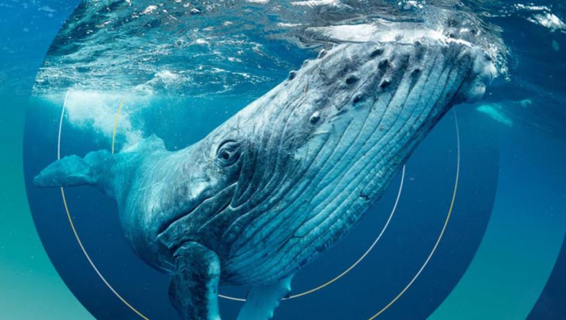 比特幣神秘大戶被稱「鯨魚先生」 日日掃貨 累購逾5.4萬枚 價值料超過289億