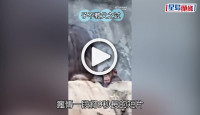 (視頻)動物趣事｜小猩猩向遊客扔石頭被大猩猩樹枝鞭打  網民讚有家教