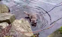 【有片】史丹利公園海狸湖出現假「海狸」嬉水