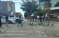 温馨！温哥华繁忙街道上加拿大雁阵蹒跚而行  市民当起了“交警”
