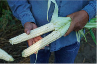 稱拒轉基因  墨西哥對從加美進口白玉米徵50%關稅
