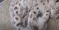 多倫多動物園報喜 雪豹初為人母誕兩胎 抱緊「小雪球」勤餵哺
