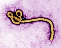 伊波拉病毒可存活精液內9個月