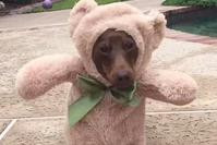 小狗扮泰迪熊四围跑