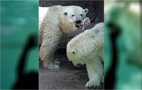 美最老北極熊人道毀滅　