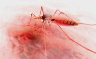 基因改造可望令瘧疾蚊絕跡