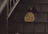 紐約孖鼠叼薄餅上樓梯