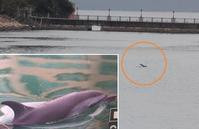 斑海豚首現黃金海岸  專家冀盡快游走免被船撞
