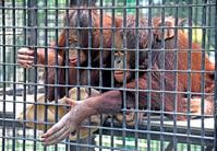 猴年人氣旺　婆羅洲猩猩當紅