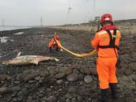 台湾彰化海岸半月内发现4条鲸豚尸