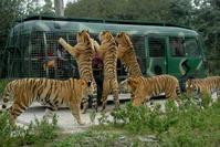八达岭动物园女游客遭老虎袭击　1死1伤