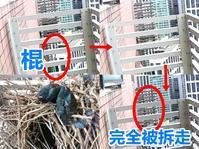 屋外喜鵲巢被人偷拆　藍奕邦質疑有人違法