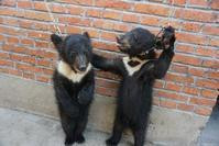黑熊被勒頸強逼站立數小時　動物組織揭內地馬戲團殘忍訓練