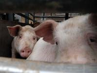 內地供港豬證含哮喘藥　食環署明銷封存豬隻