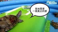 愛協拍片籲領養245隻獲救巴西龜