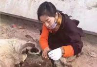 西藏姑娘放生逾6000隻羊　被斥破壞當地草原生態