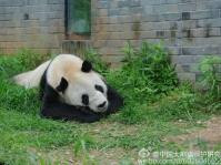 繁衍逾130子孙获称“英雄父亲”　全球最长寿大熊猫盼盼病逝　