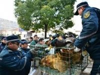 上海再確診H7N9禽流感個案　10日內第2宗