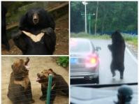 重慶動物園黑熊自由活動　趴車窗向遊客討蘋果