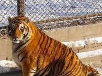 老虎食到变“胖虎”有大肚腩　哈尔滨虎园被指喂食过量