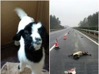 江西母羊闖公路捱撞　死前瞬間誕「羊堅強」