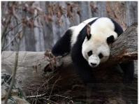 大熊貓「寶寶」回國　嫌棄國產餅乾聽不懂中文
