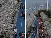 杭州櫻花盛放　綿延數公里一片花海　