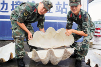 「佛教聖物」 溫潤如玉 總重18公斤  攜7319顆硨磲寶石 男子深圳入境被查