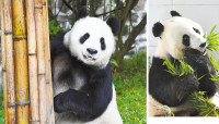中国收回两只熊猫 美国民众：不要走