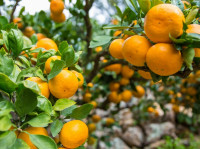 【健康Talk】食柑橘有助预防骨质疏松 日研究指减92%风险