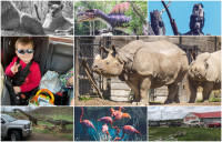 这个周末车游多伦多动物园恐龙公园 孩子可乐透了！