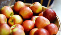 【健康Talk】腐烂苹果恐有“棒曲霉素”食安中心提醒勿进食