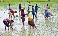 印度限大米出口 米價恐飆升