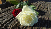 【咕菇固专栏】红玫瑰与白玫瑰