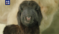 世界首例｜2隻複製藏羊在青海誕生