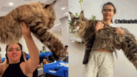 身長如小學生  巨型緬因貓挑戰「世界最大家貓」世界紀綠