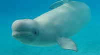 海洋世界白鯨神秘死亡頻傳  4年已有17隻鯨死