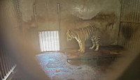 20東北虎之死︱安徽民營動物園變煉獄揭秘 　繁殖11隻僅1存活