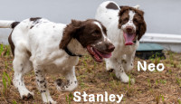 消防處兩隻史賓格幼犬接受能力測試  為正式訓練做好準備︱Kelly Online