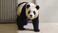 大熊猫福宝“出关”  将于六月与公众见面