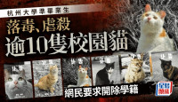「準畢業生投毒、虐殺十幾隻校園貓咪」 中國計量大學回應：已處分