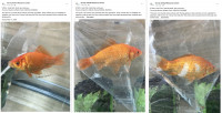 大溫哥華公園發現3條「流浪金魚」  網友困惑震驚