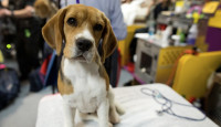 4000只实验小猎犬遭喂粪或监生饿死  冷血美企被罚款2.7亿